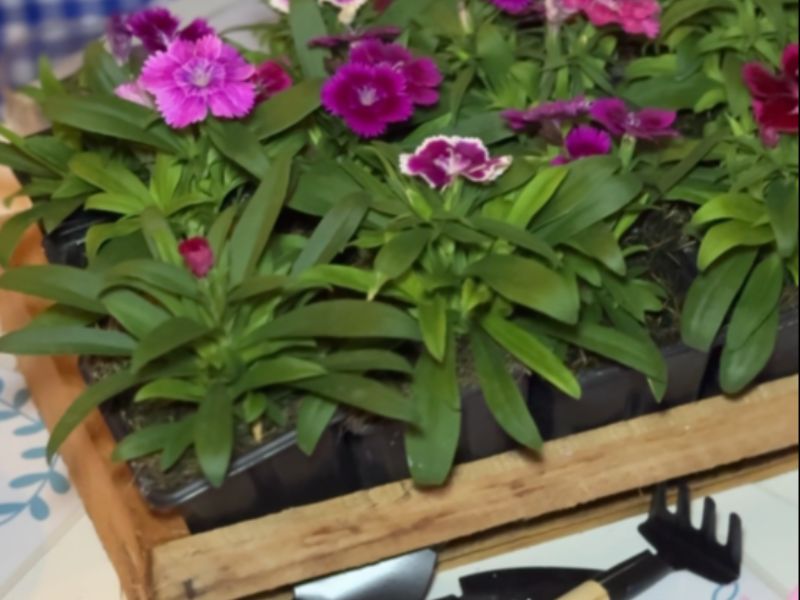 Oficina de Plantio Infantil